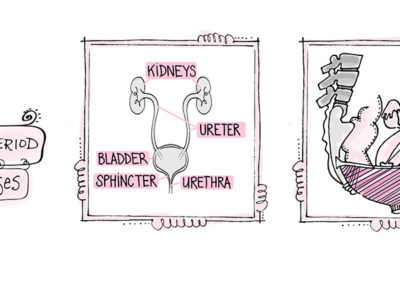 Medical illustrations of women's reproductive organs
