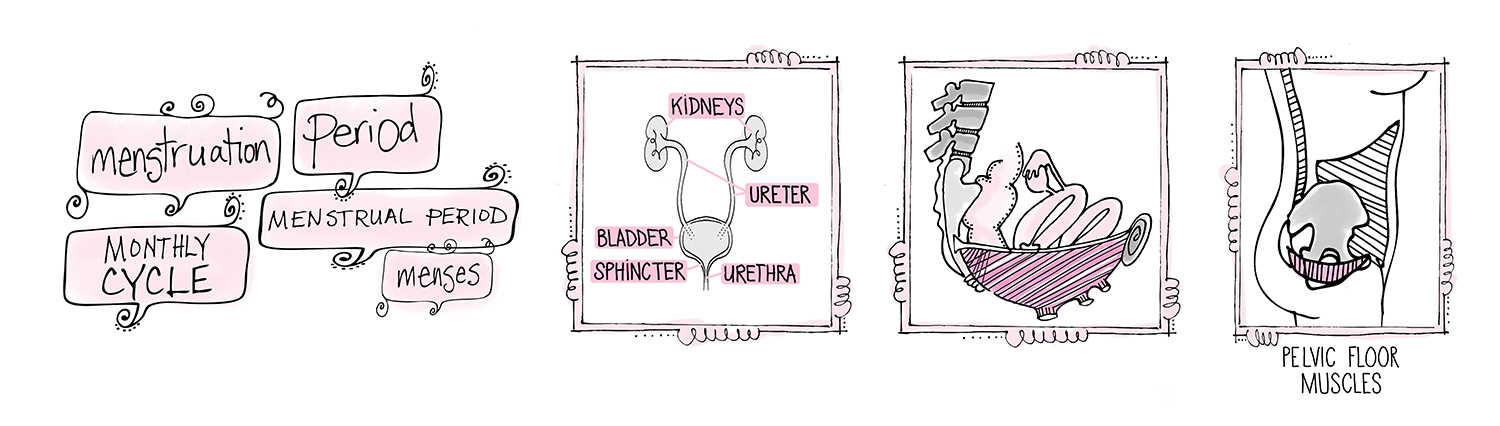 Medical illustrations of women's reproductive organs